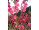 桃花盛开 春色满园(相册视频)--张时贤(福州)高四组【摄影作品】