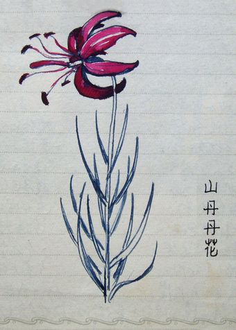 山丹丹花(取自互联网) 1972年日记本作者画