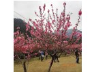 龙年桃花盛开 榕城春色满园--张时贤(福州)高四组【摄影作品】