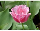 花 姿---------------------黄敏敏(香港)高中77届【摄影作品】
