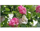 芙蓉花, 永留于心----------摄影:刘培钦(福州)高中98届【摄影作品】
