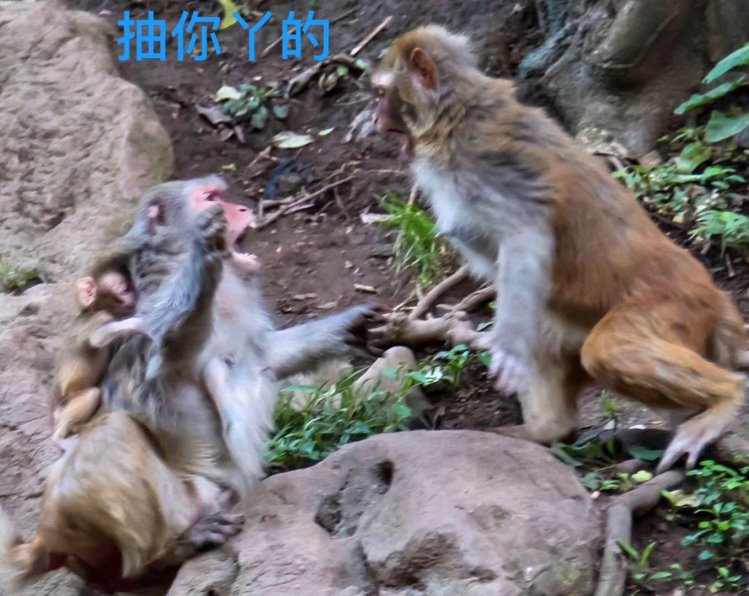 猴子打架------------------王毅(北京)炮三师子弟【摄影作品】