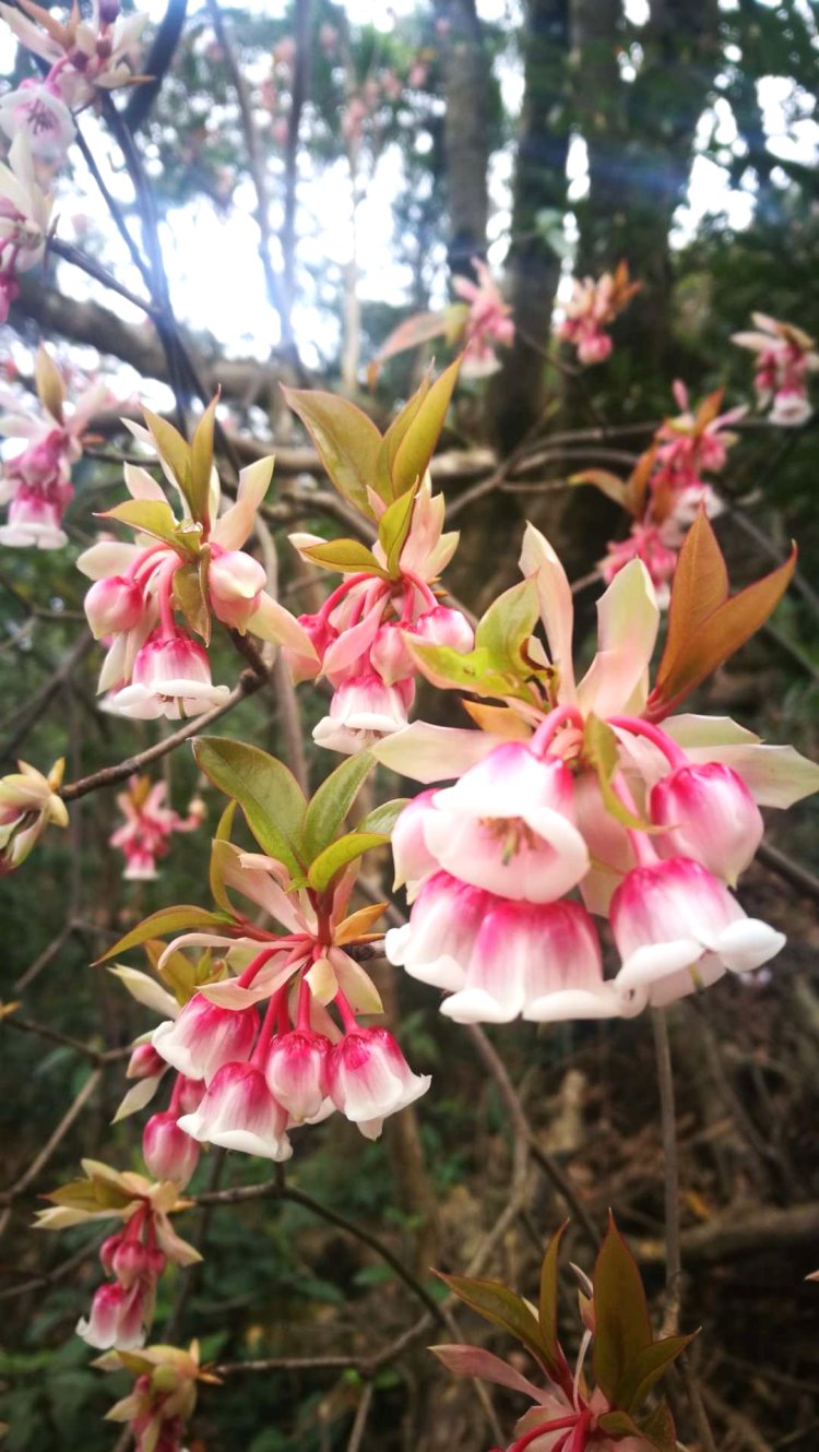 摄影:陈波 (深圳) 高中80届/炮三师子弟再探吊钟花