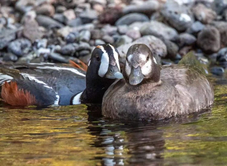 丑鸭夫妇------------------王毅(北京)炮三师子弟【攝影作品】
