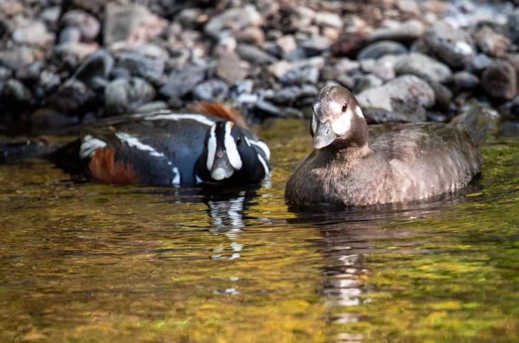 丑鸭夫妇------------------王毅(北京)炮三师子弟【攝影作品】