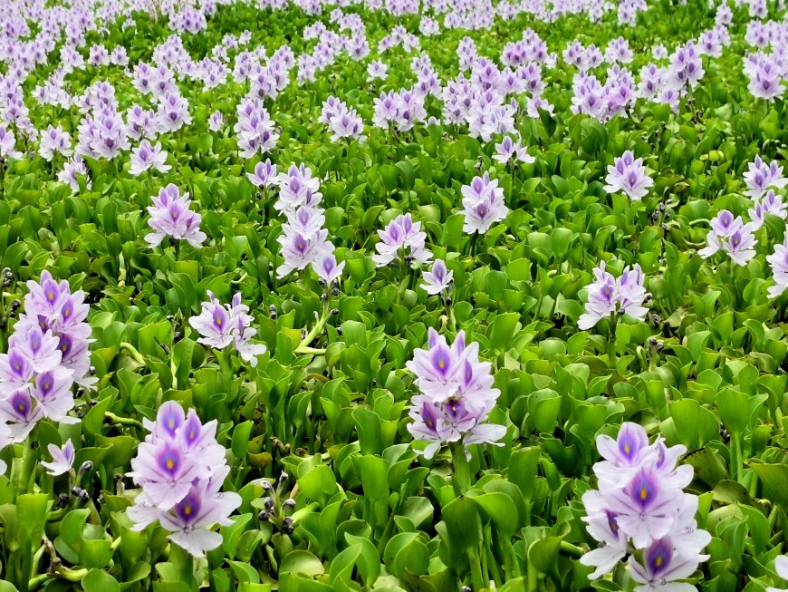 缘牵花海------------------黄敏敏(香港)高中77届【摄影作品】