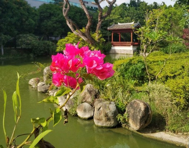 福州黎明湖公园剪影--------张时贤(福州)高四组【摄影作品】