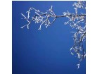 瑞雪兆丰年----------------张红梅(福州)高中80届/炮三师子弟【摄影作品】