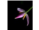 叶问、花语榕城无寒霜------张红梅(福州)高中80届/炮三师子弟【摄影作品】