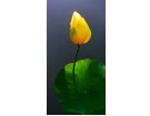 五缘湾迷宫荷塘--荷池—金莲 金莲-----王安东(厦门)初30组【摄影作品】
