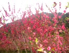 桃花朵朵开----------------张时贤(福州)高四组【摄影作品】