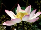 初级攝影作品(组图一)------黄敏敏(香港)高中77屆【攝影作品】