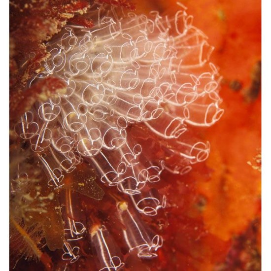 1.灯泡海鞘(学 名:clavelina lepadiformis)